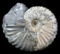 Acanthohoplites Ammonite Fossil - Caucasus, Russia #30093-1